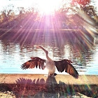 Australian Darter
