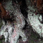 Mealy Rosette Lichen