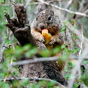 Arizona Gray Squirrel