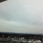 American crow