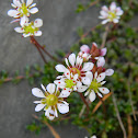 Tolmie's Saxifrage