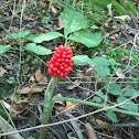 Jack In The Pulpit