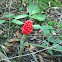 Jack In The Pulpit