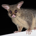 Brushtail Possum
