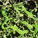 Wellington Green Gecko