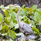 Great Blue Heron