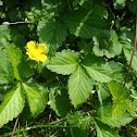 Wild strawberry