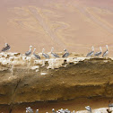 Peruvian Pelican - Pelicano Peruano