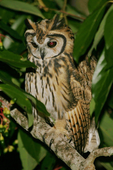Spotting Image 1