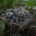 Morning Dove Fledglings