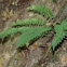 fern
