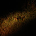 Crab-eating Fox