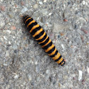 Cinnabar moth