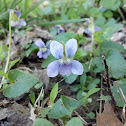 Wild violet
