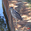 Black-crowned night-heron