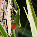 Green Anole Lizard