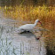 American white ibis