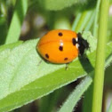 Seven-spotted Ladybug