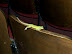 100_1179.JPG