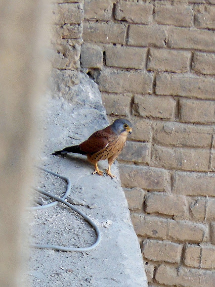 Spotting Image 1