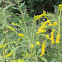 Goldenrod