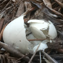 Duck Egg