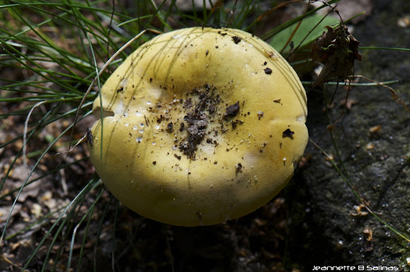 Spotting Image 1