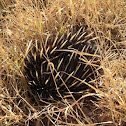 Short-Beaked Echidna