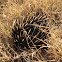 Short-Beaked Echidna
