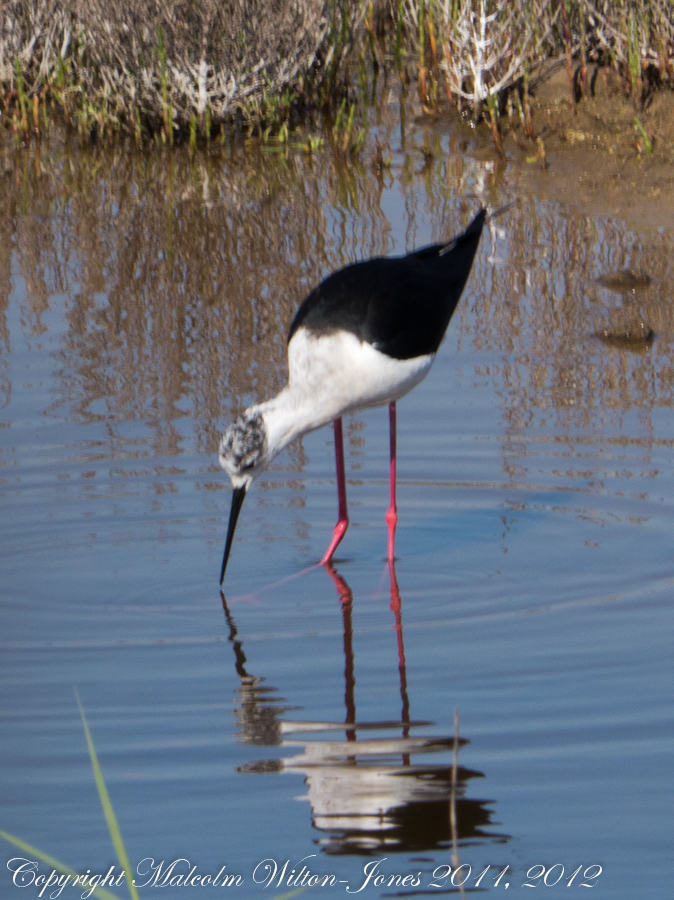 Black-winged Stilt; Cigüeñuela