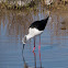 Black-winged Stilt; Cigüeñuela