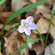 Spring Beauty