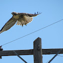 Red-Tailed Hawk