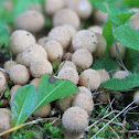 Spiny Puffball