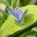 Eastern tailed blue