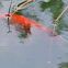 Goldfish