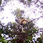 Diademed Sifaka
