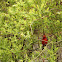 cardinal