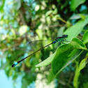 Common Bluetail