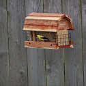 Golden finch
