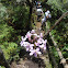 orquidea