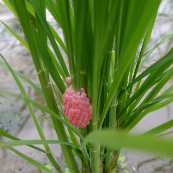 Spotting Image 1