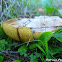 slippery Jack