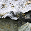 Chipmunk
