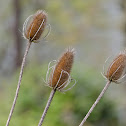 Fuller's teasel