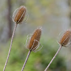 Fuller's teasel