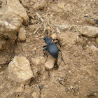 Darkling Beetle