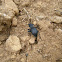 Darkling Beetle