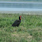 southern ground hornbill