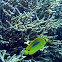 Bluespot Butterflyfish